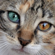 Image for article titled Why does this eyelash-enhancer turn your eyes brown?